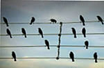 Drôles d’Oiseaux !
